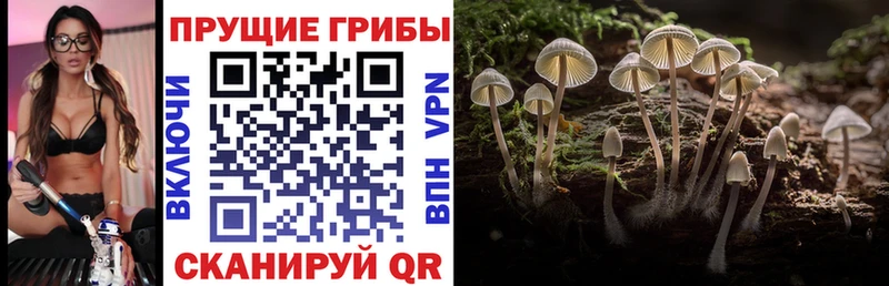 Галлюциногенные грибы GOLDEN TEACHER  Купить где  Нововоронеж 